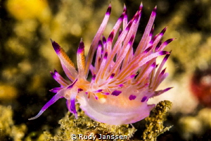 Flabellina by Rudy Janssen 
